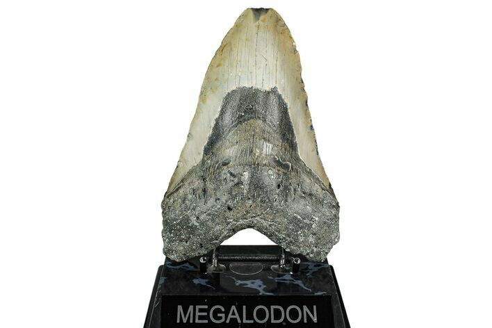 Bargain, Fossil Megalodon Tooth - North Carolina #344061